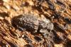 Endophloeus markovichianus
